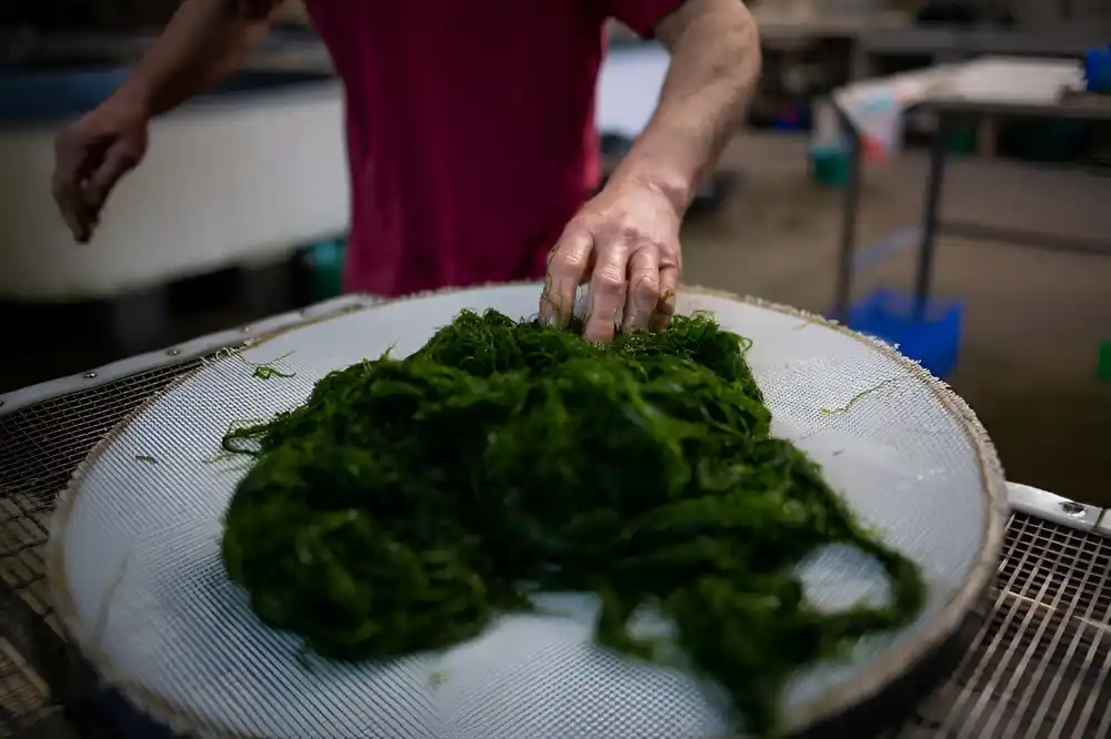 Evropljani su nekada jeli morsku algu, pokazuju istraživanja