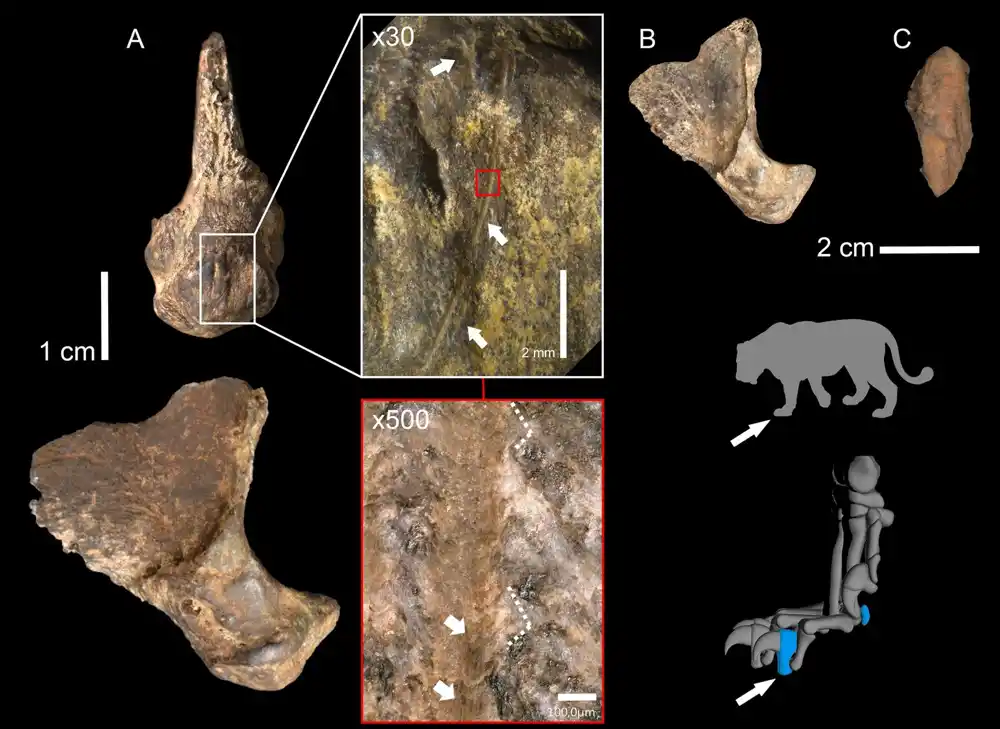 Neandertalci su lovili opasne pećinske lavove