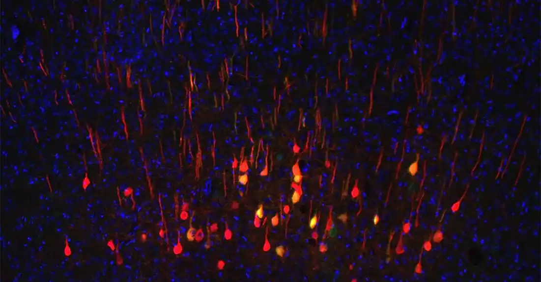 Novi biomarker predviđa da li će se neuroni regenerisati