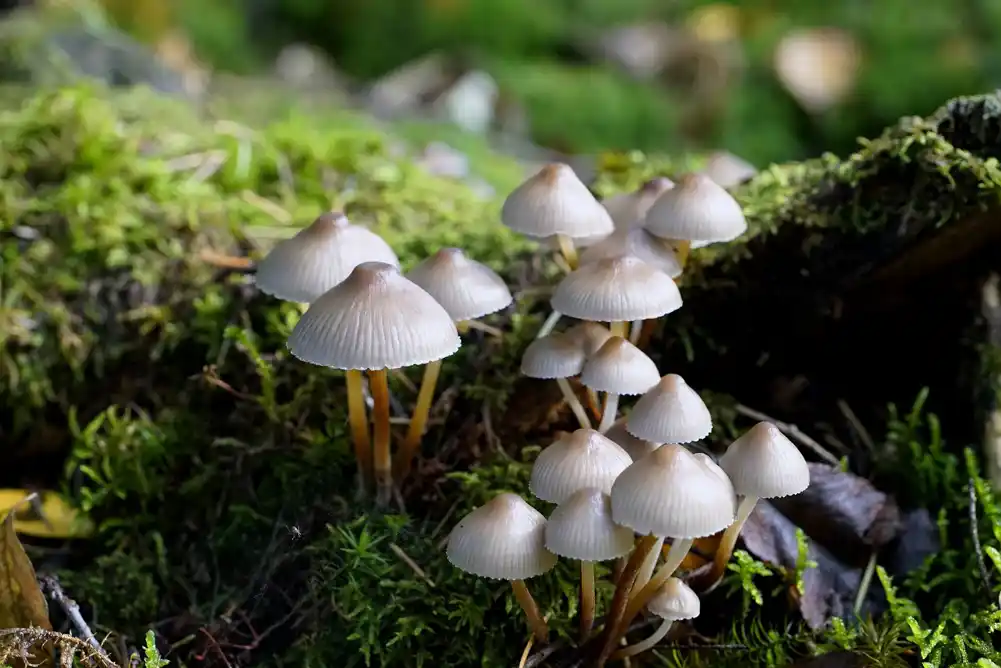 Pogled iznutra kako biljke i gljive sarađuju