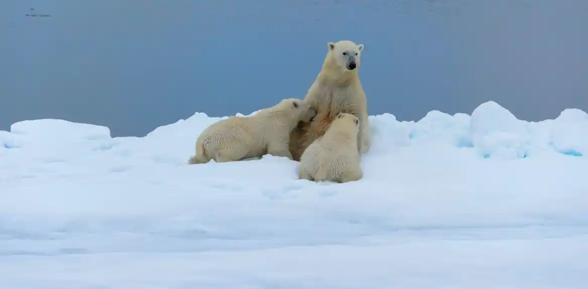 Polarni medvedi se bore da proizvedu mleko za svoje mladunce