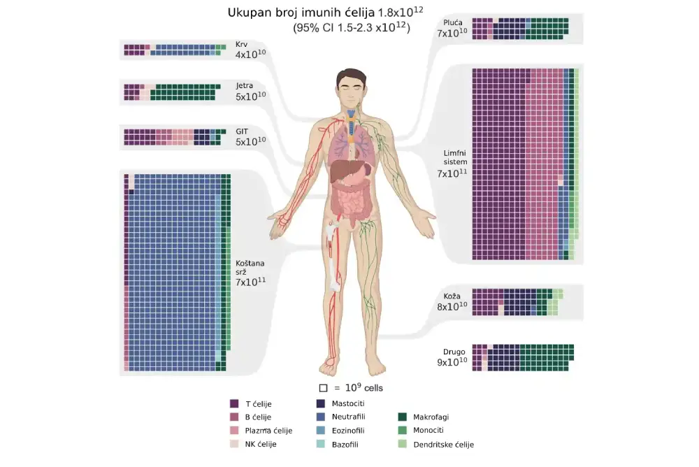 Popis svih imunih ćelija u ljudskom telu