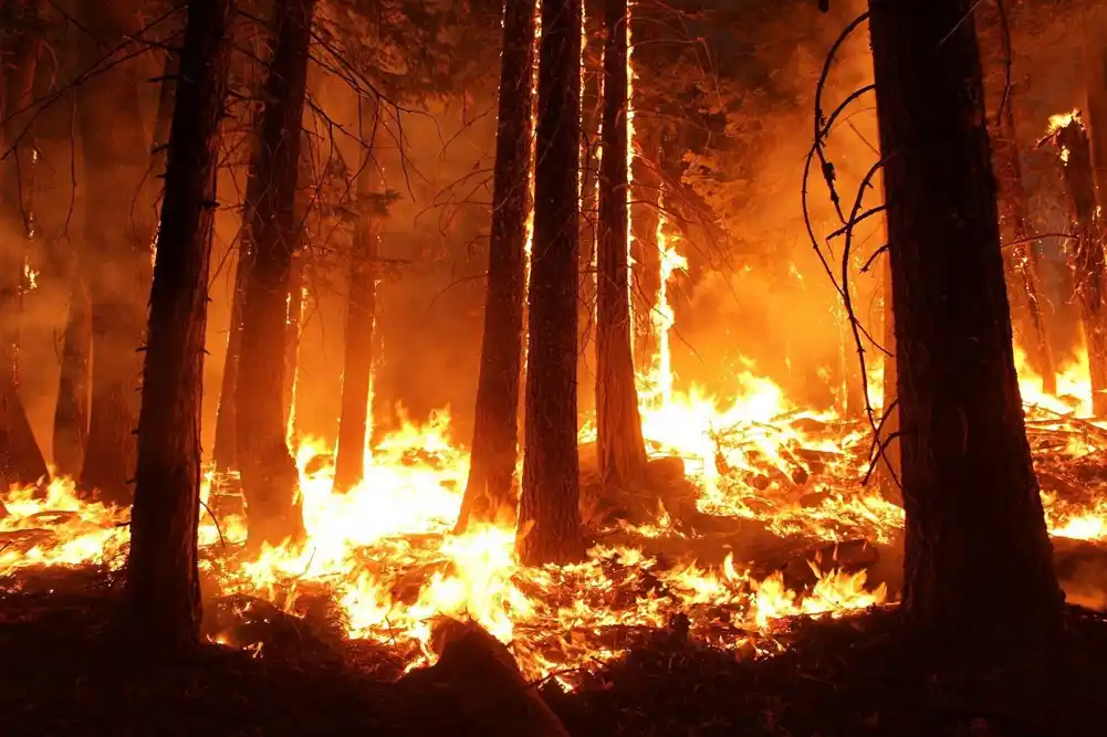 Ekstremni šumski požari su se udvostručili za samo 20 godina