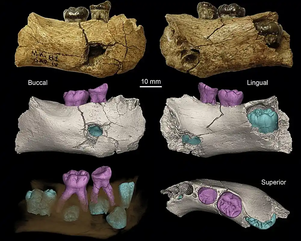 Preispitivanje drevne vilične kosti pronađene u Etiopiji zaključuje da potiče od bebe Homo erectus