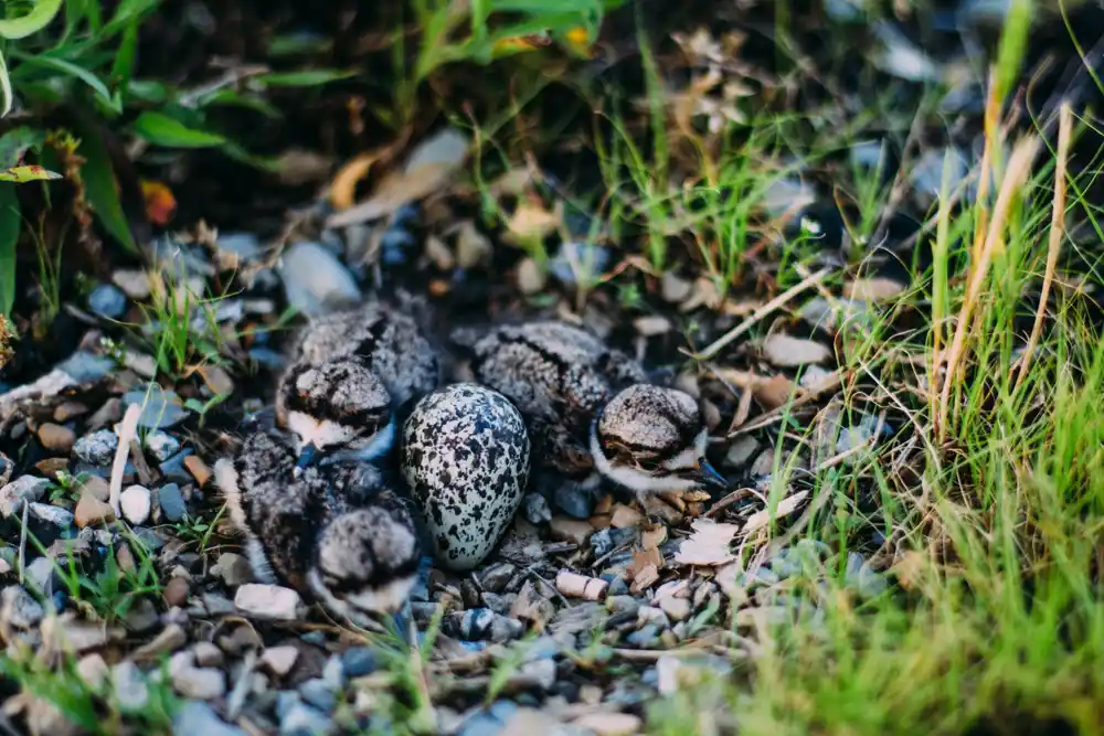 Klimatske promene povećavaju poteškoće za ptice na farmama