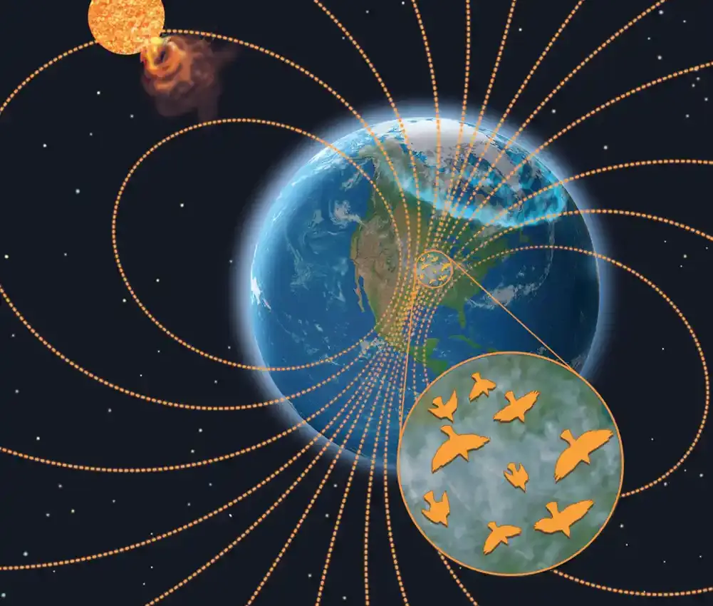 Svemirsko vreme ometa noćnu migraciju ptica, otkriva studija
