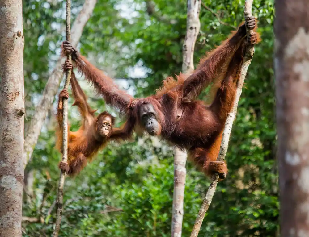 Ubijanje i dalje predstavlja pretnju za Bornejske orangutane