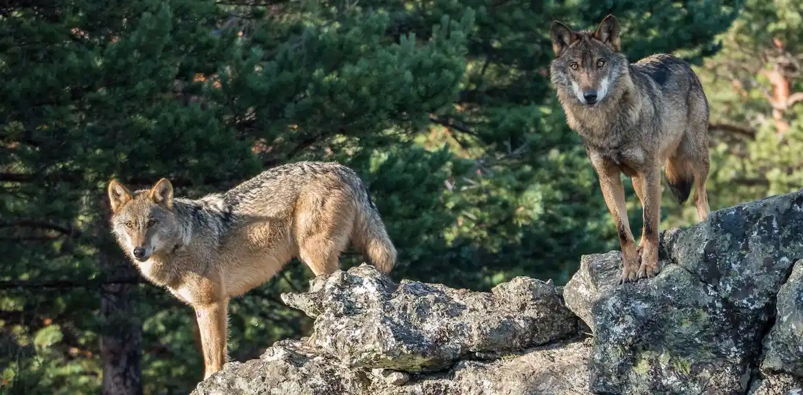 Zaštita vukova u Evropi postala je duboko politička—iskustvo Španije nam govori zašto