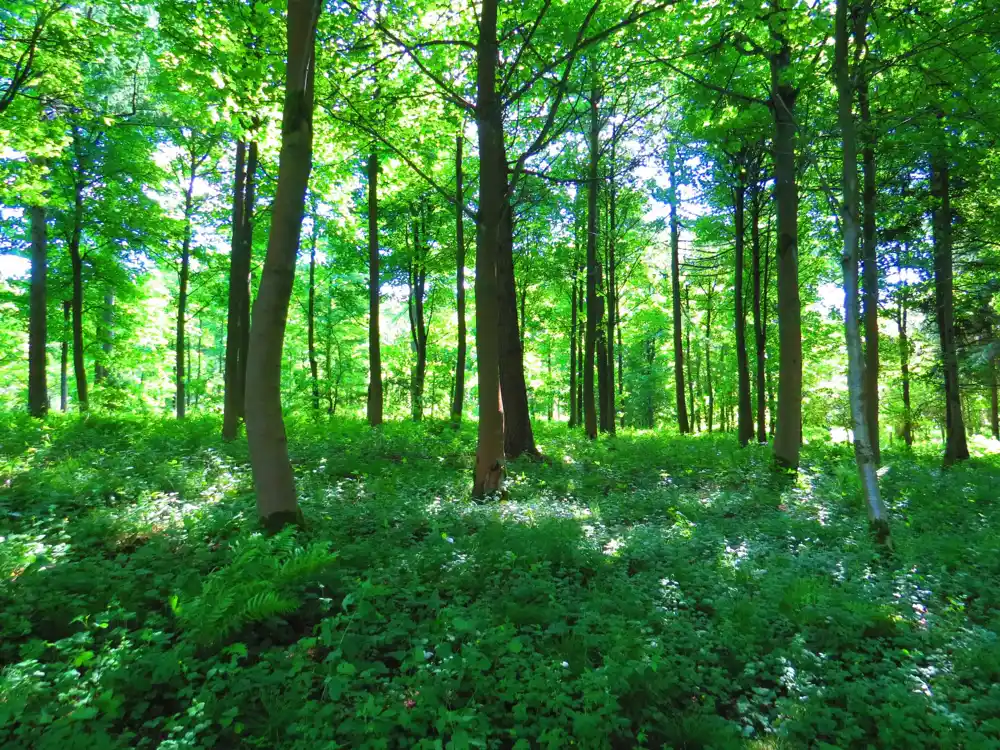 Kako međugodišnja klimatska varijabilnost utiče na preživljavanje sadnica u šumama