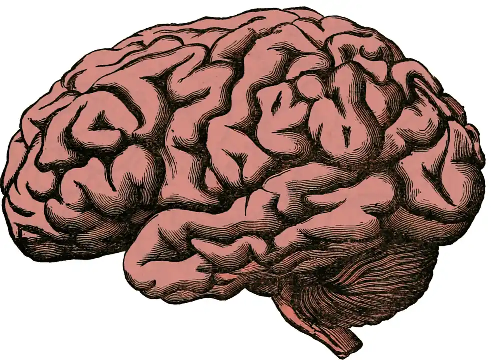 Istraživač raspravlja o mehanizmu iza urođenog defekta koji utiče na veličinu mozga