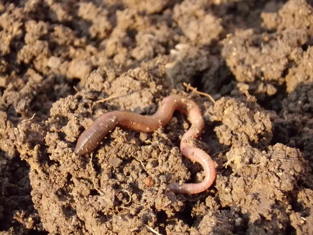 Gliste su naši prijatelji—ali bi mogle pogoršati klimatsku krizu ako ne budemo oprezni