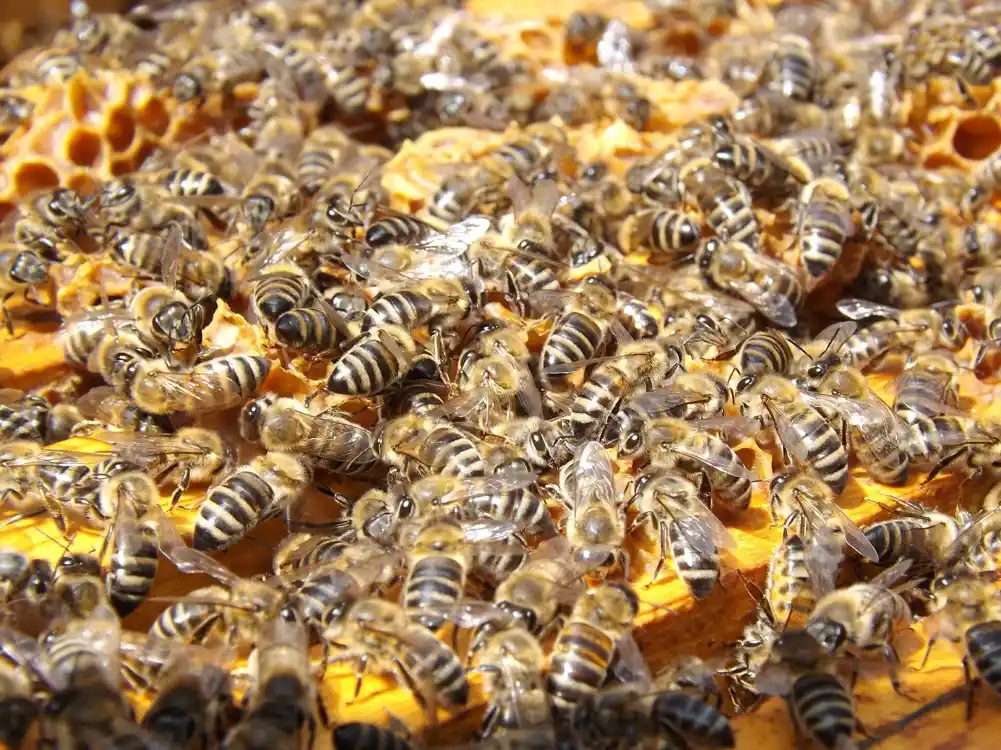 Istraživanja otkrivaju da pčele mogu biti u opasnosti od kolapsa kolonije zbog dužih, toplijih jesenjih sezona