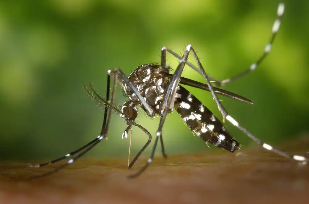 Specijalna insekticidna boja može pomoći u suzbijanju izbijanja zika i denga groznice