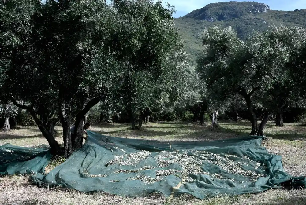 Italijanski uzgajivači maslina žale zbog loših plodova