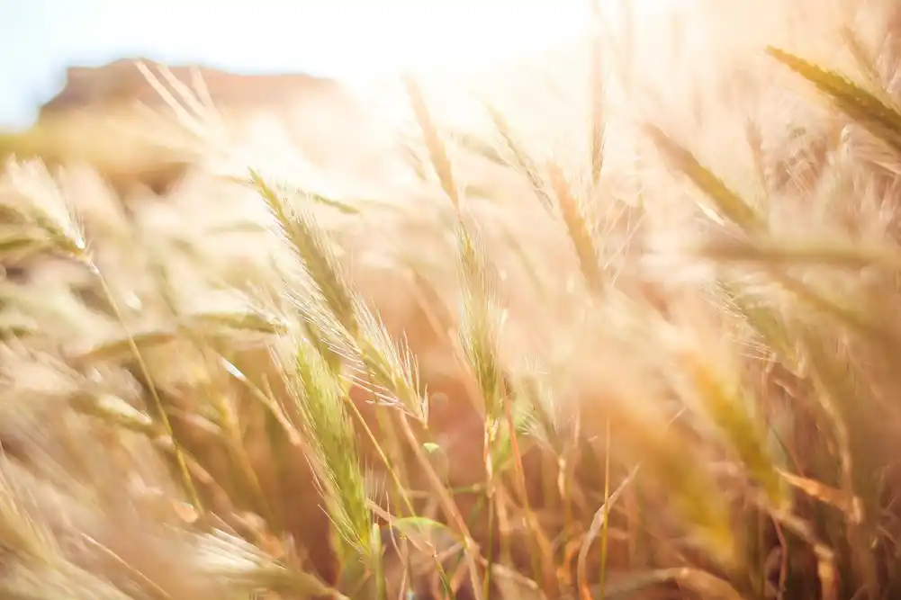 Kako istraživači, farmeri i pivari žele da zaštite pivo od klimatskih promena