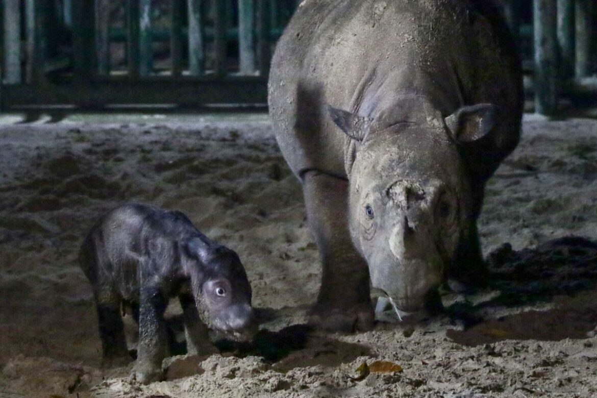 U indonezijskom zoološkom vrtu rodilo se mladunče retkog sumatranskog nosoroga