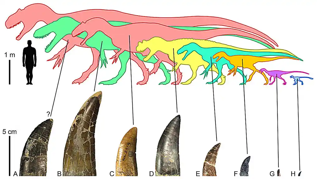 Nova studija otkriva iznenađujuće uvide u navike ishrane dinosaurusa mesoždera u Severnoj Americi