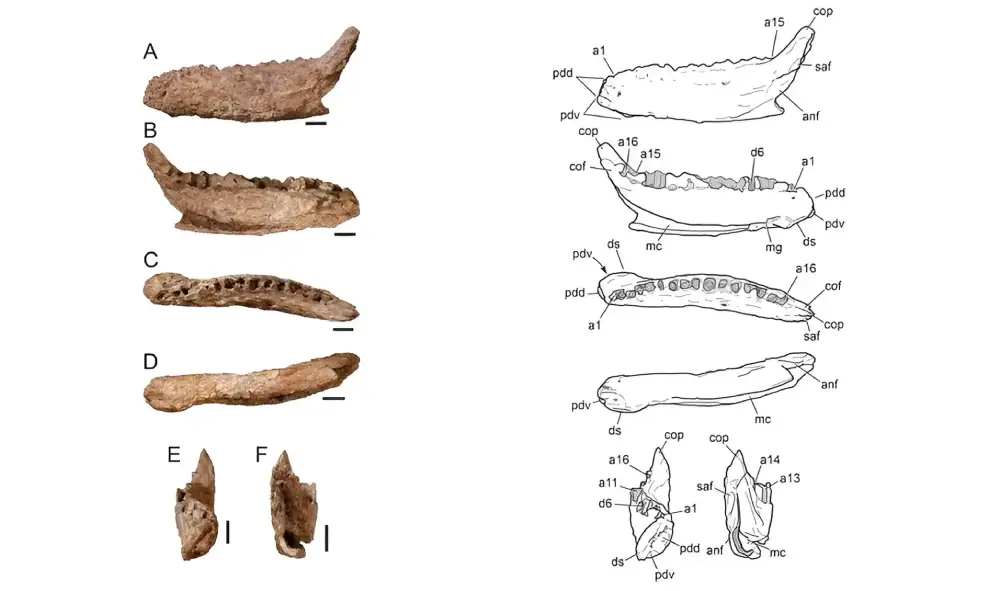 Novi ‘mali’ dinosaurus otkriven u severnom Teksasu