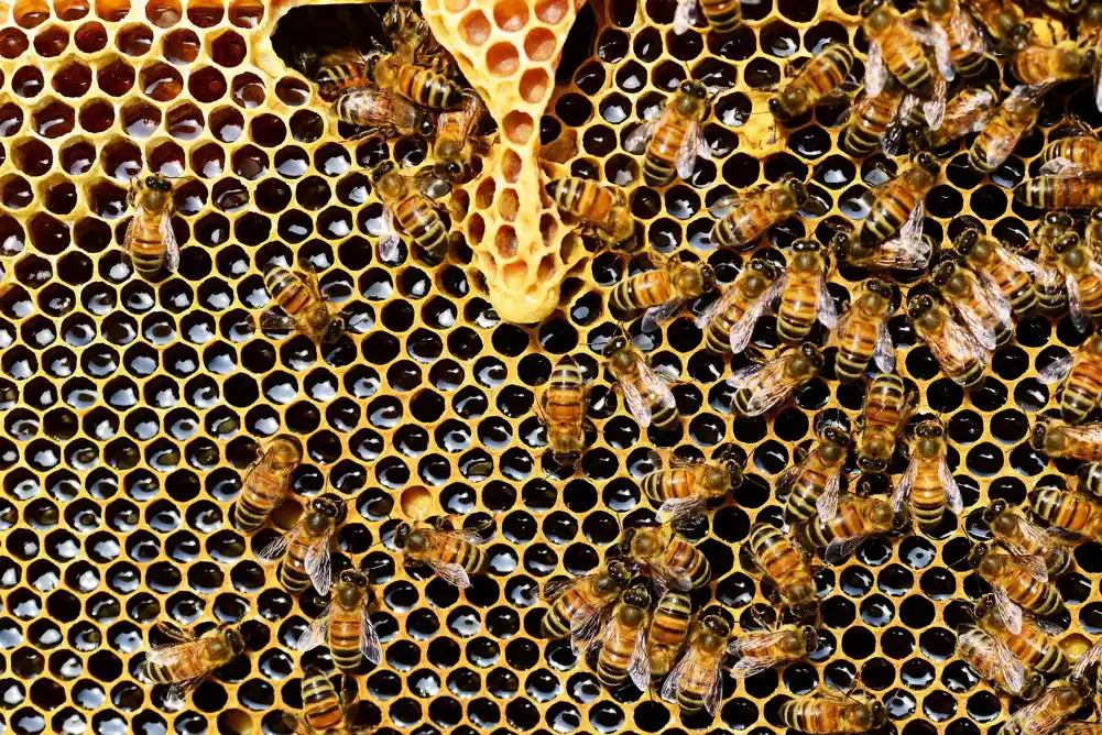 Klimatske promene prete pčelama na jugozapadu SAD-a, pokazuje istraživanje