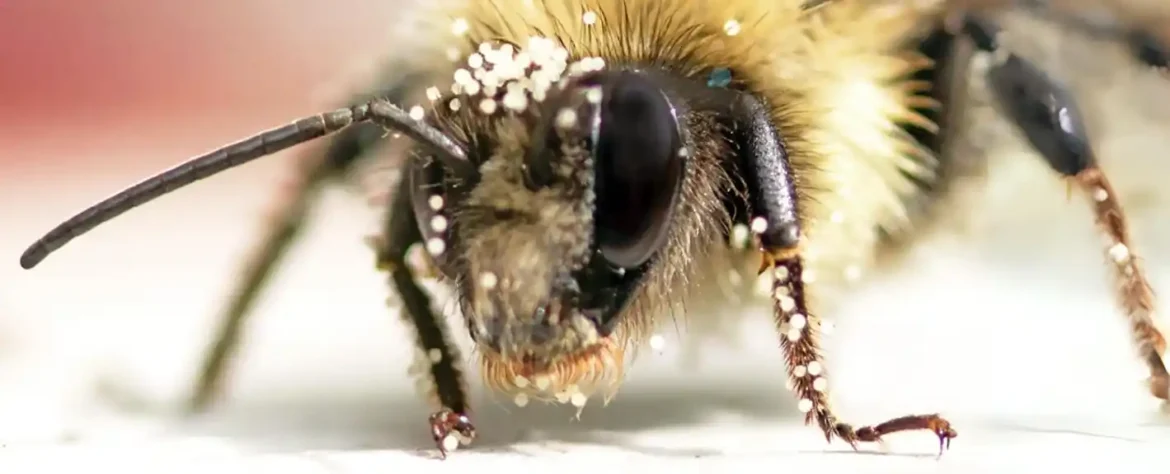 Pčele bespotrebno pate u košnicama koje je napravio čovek