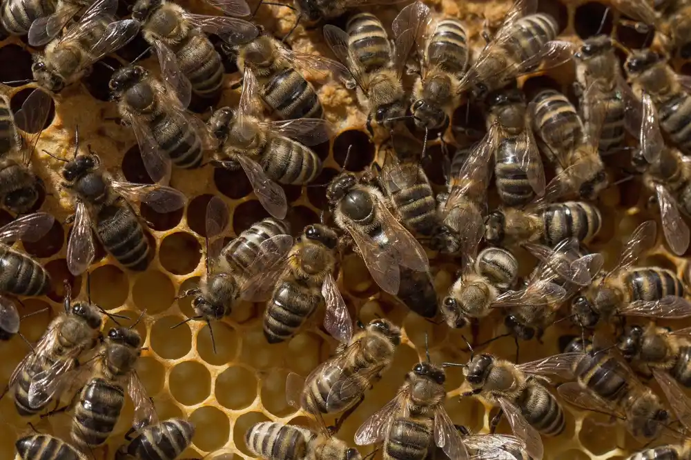 Pesticidi, herbicidi, fungicidi otkriveni u pčelinjem vosku države Njujork