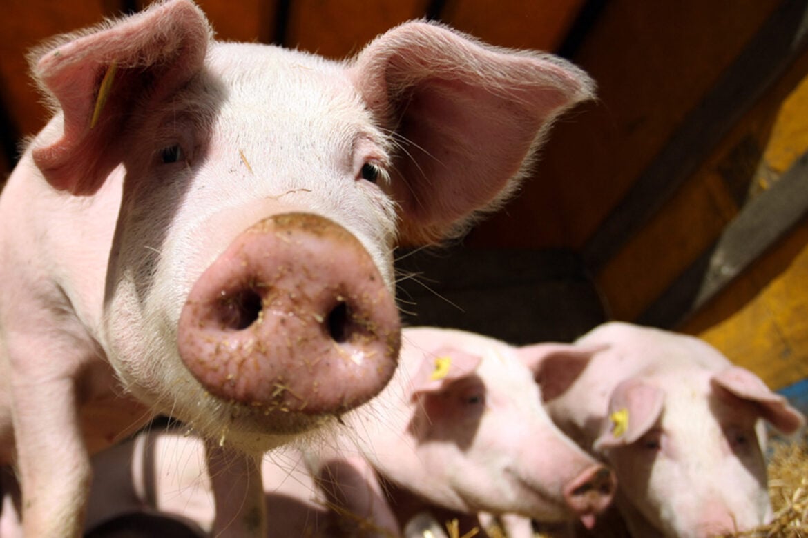 Cene svinjetine u EU porasle 5,7 odsto