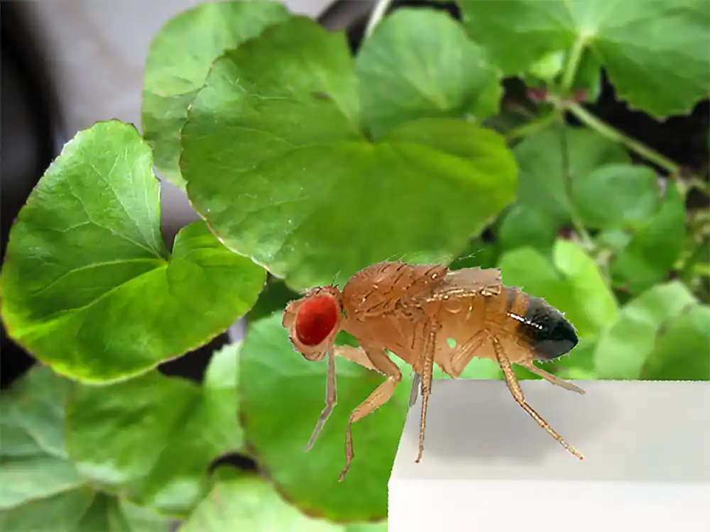 Studija drozofile otkriva mehanizam koji može da kontroliše dugovečnost, proizvodnju ćelija raka