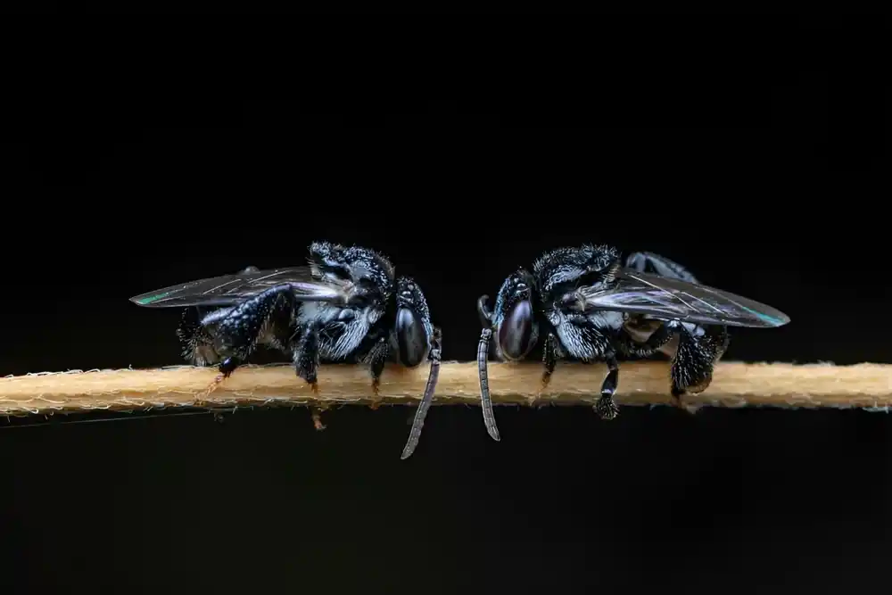 Severne pčele u opasnosti od insekticida