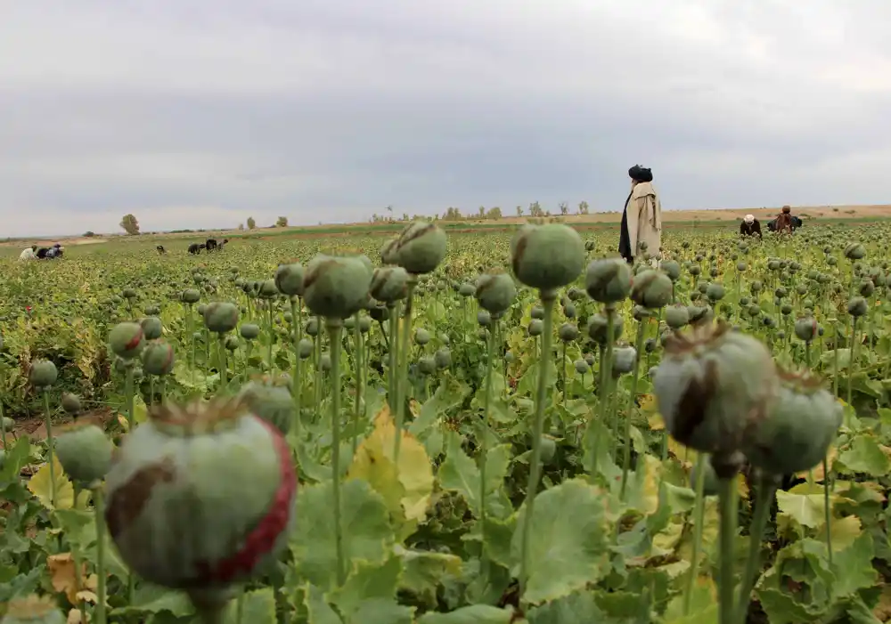 UN: Snabdevanje opijumskim makom u Avganistanu palo za 95 odsto nakon zabrane talibana