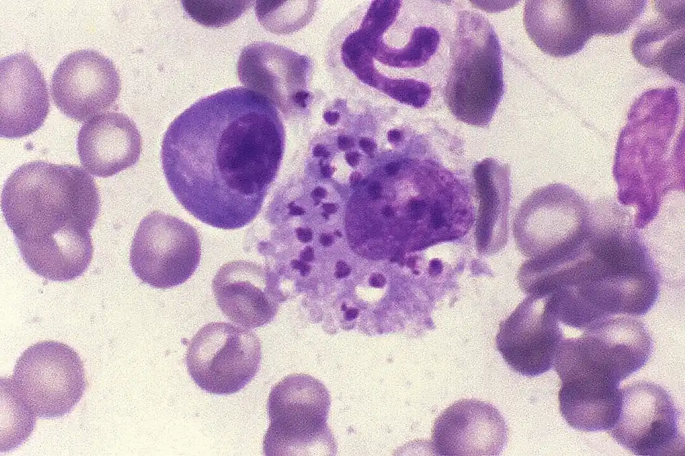 Nova PCR metoda otkriva koinfekciju parazita u Brazilu