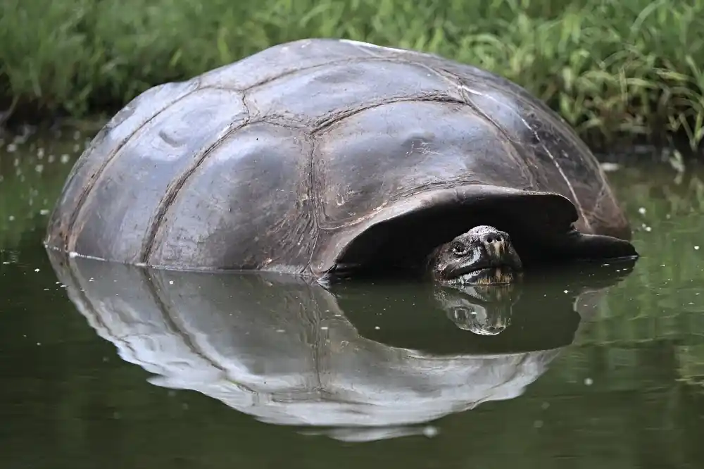 Ugrožene kornjače sa Galapagosa pate zbog ljudskog otpada