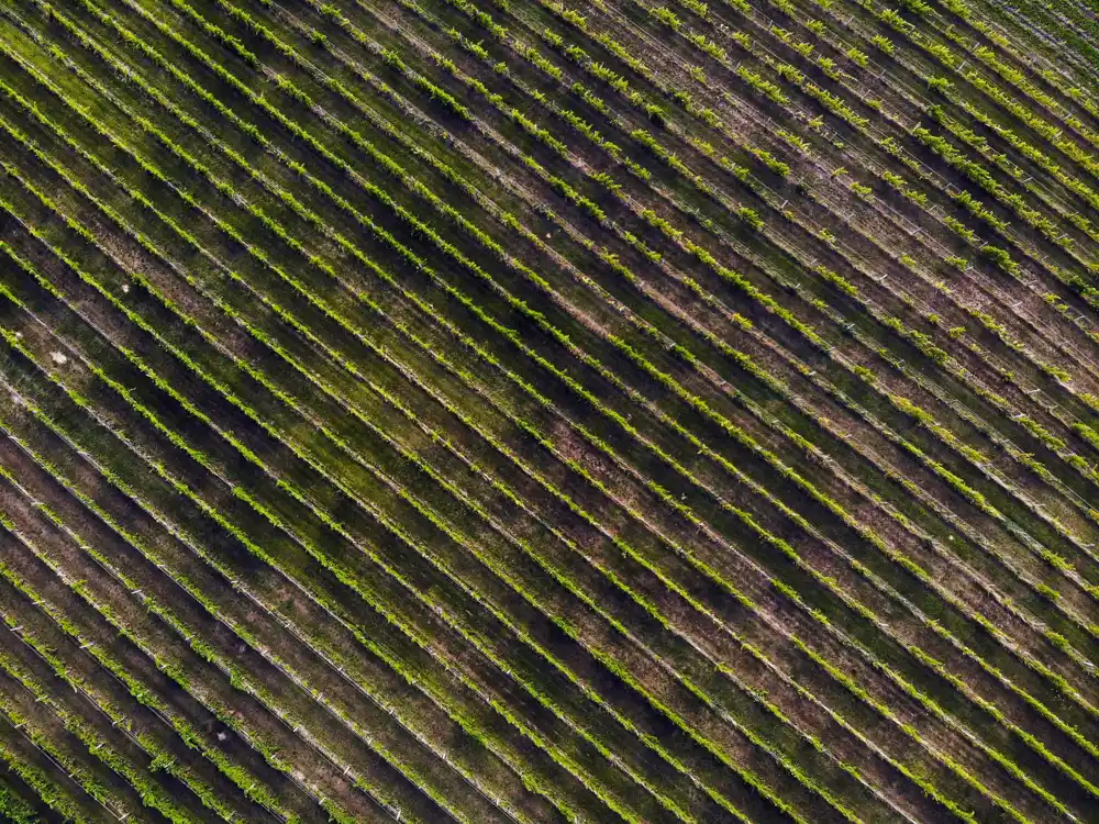 Vinogradi budućnosti će proizvoditi više od vina