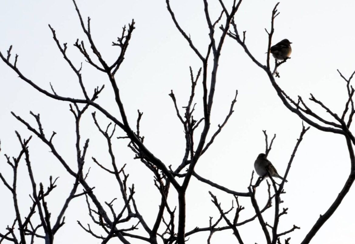 Sutra oblačno i hladno, temperatura do 9 stepeni