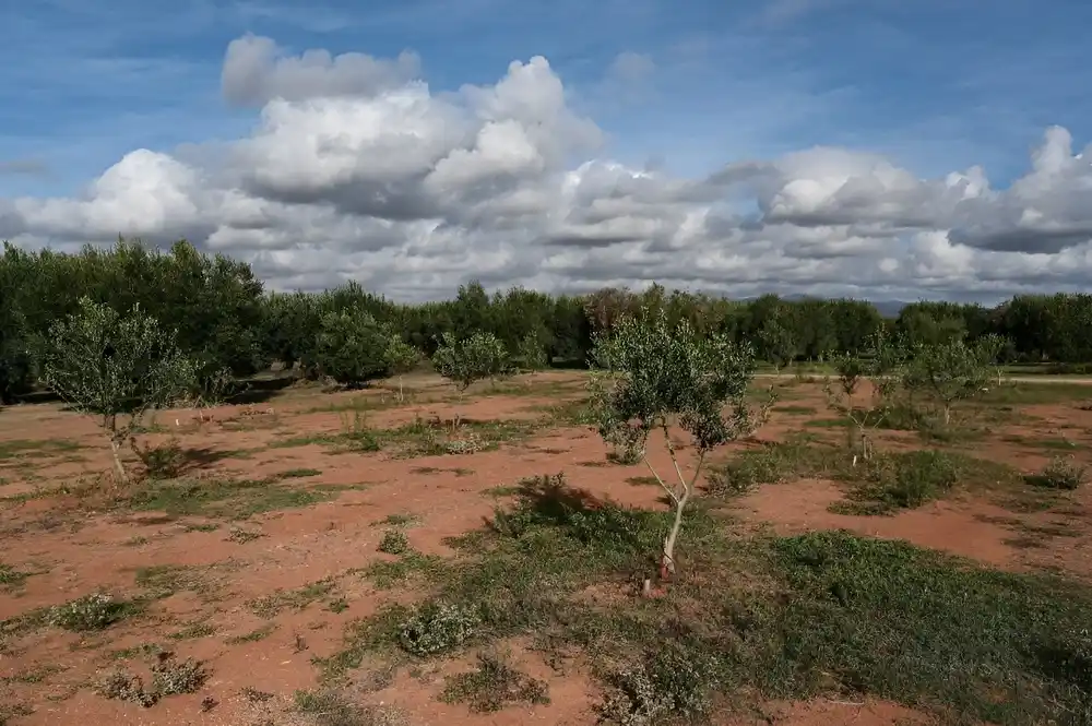 Klimatske promene pogađaju useve grčkih maslina