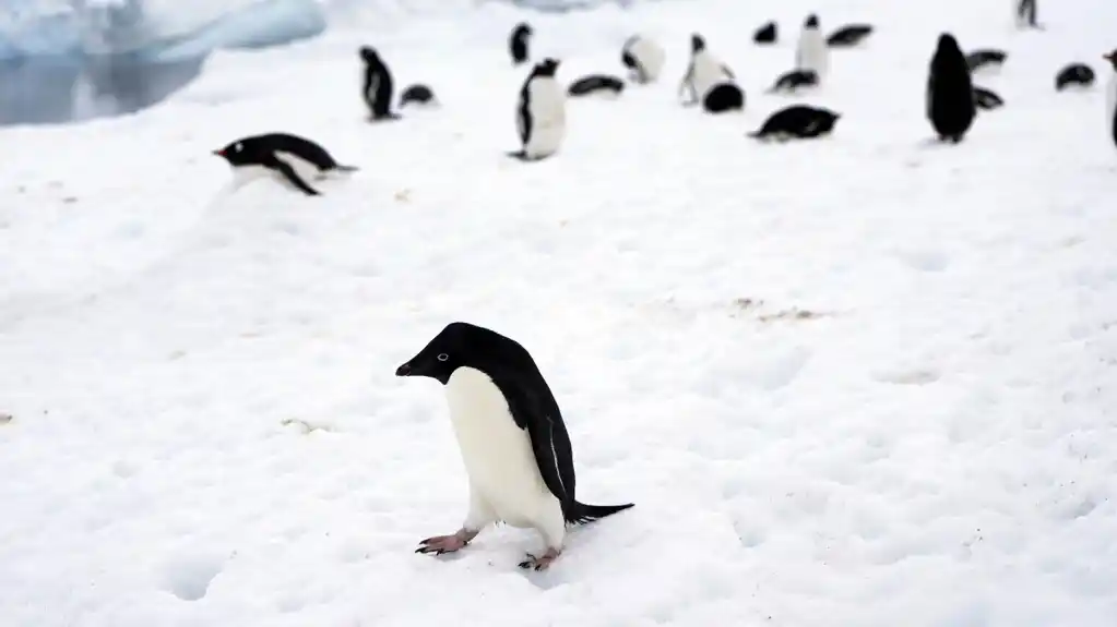 Prvi put snimljen neverovatan prizor: Oko 700 mladih pingvina skače u vodu