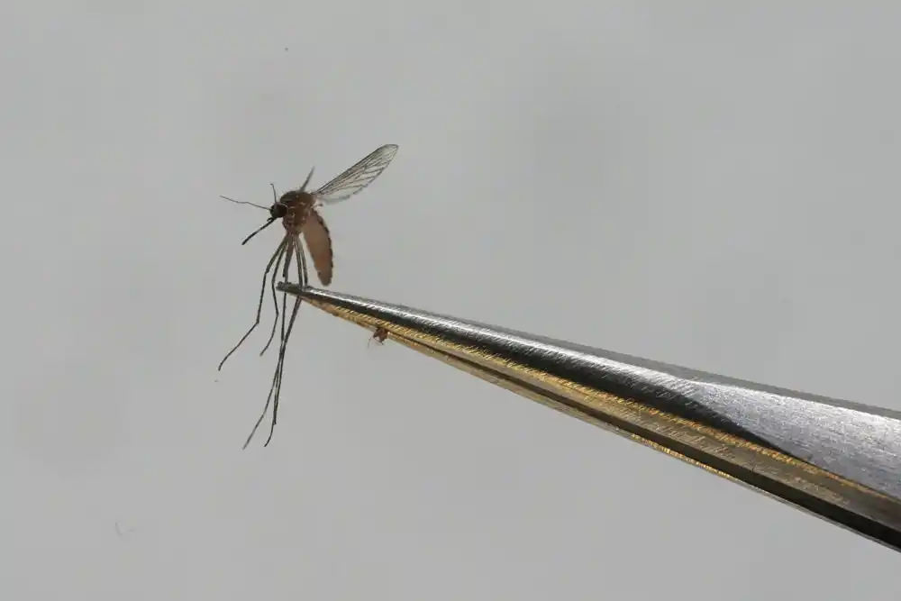 Portoriko je proglasio epidemiju nakon porasta slučajeva denga groznice