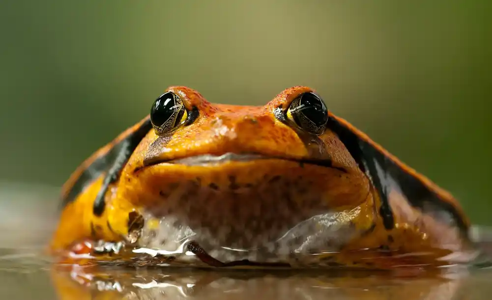 Komplikovana istorija odnosa čoveka i žabe