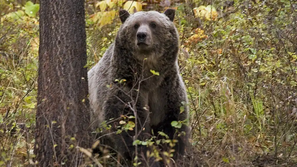 Grupe za očuvanje divljih životinja tuže zbog smrtnih slučajeva grizlija u Montani