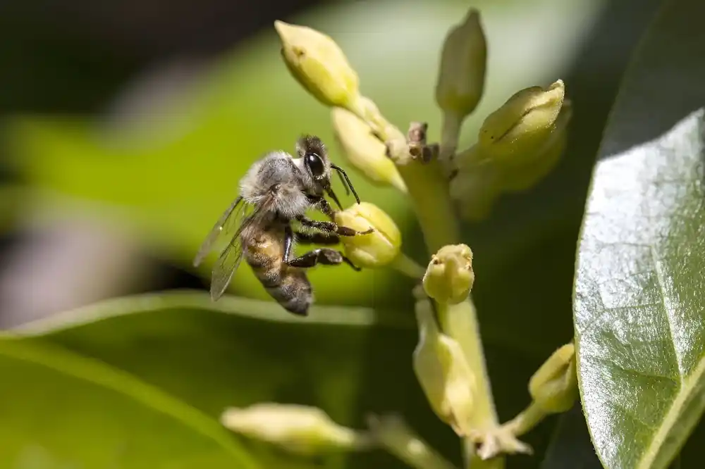 Kompasi za insekte, loze za gašenje požara: tehnologija inspirisana prirodom iz 2023