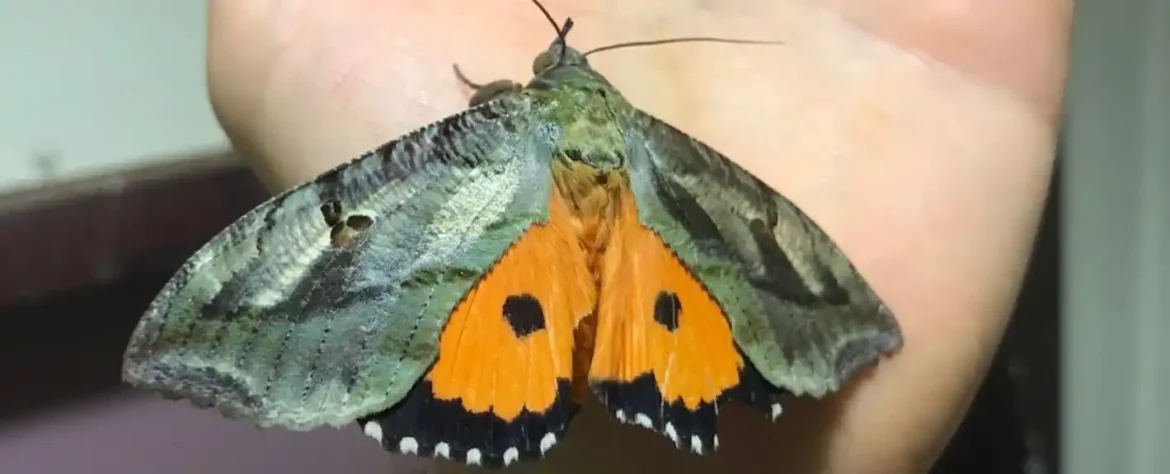 Studija o biodiverzitetu u urbanoj sredini tokom pandemije u Australiji