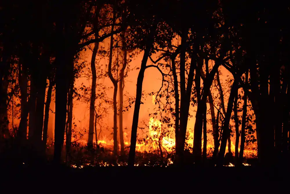 Kako šumski požari menjaju hemiju zemljišta