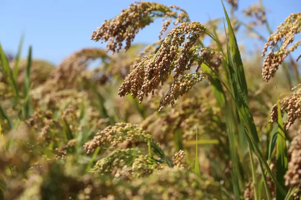 Agronomi mapiraju evoluciju i genetsku raznolikost prosa da bi povećali prinos