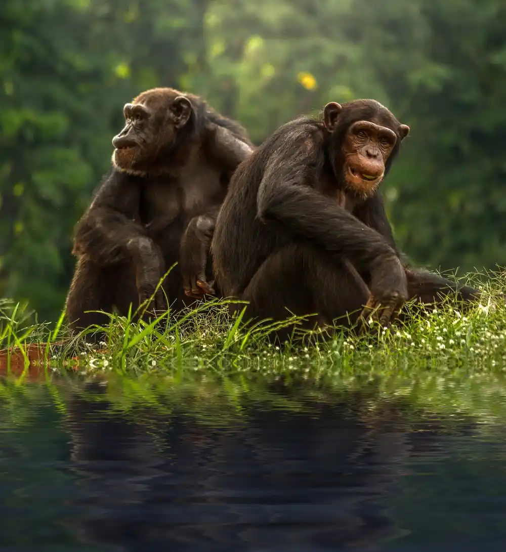 Šimpanze i bonobi decenijama mogu prepoznati davno izgubljene prijatelje i porodicu