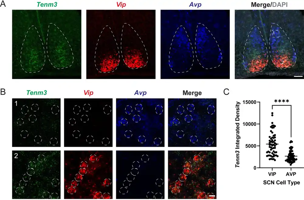 Studija identifikuje protein ‘vizuelnog sistema’ ključan za stabilizaciju cirkadijalnih ritmova