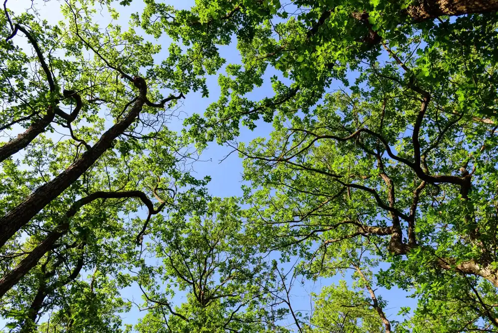 Suša u tlu slabi mikroklimatsko hlađenje šuma