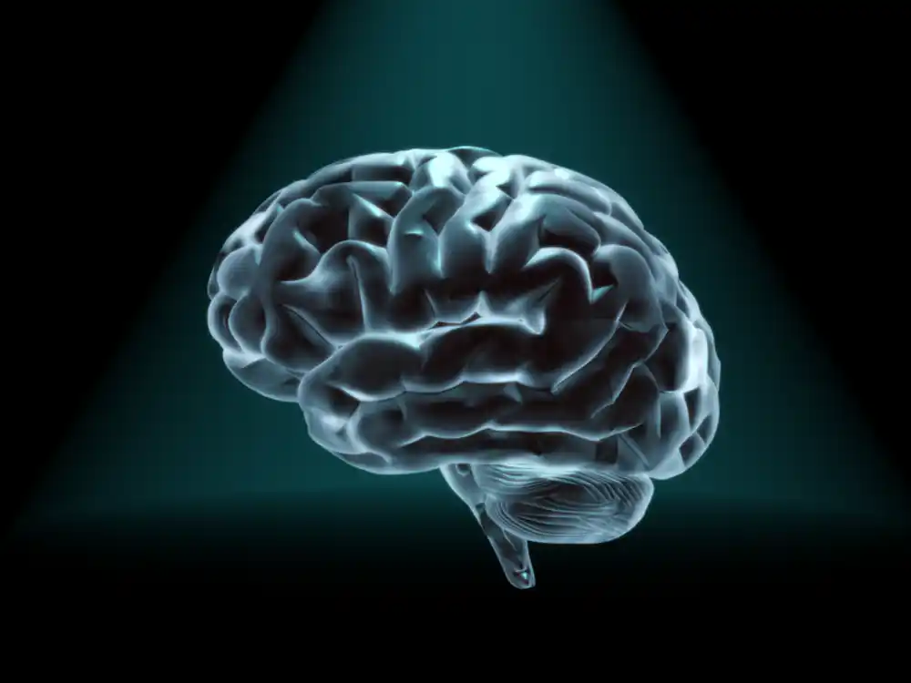 Istraživači predstavljaju nova saznanja o razvoju ljudskog prednjeg mozga