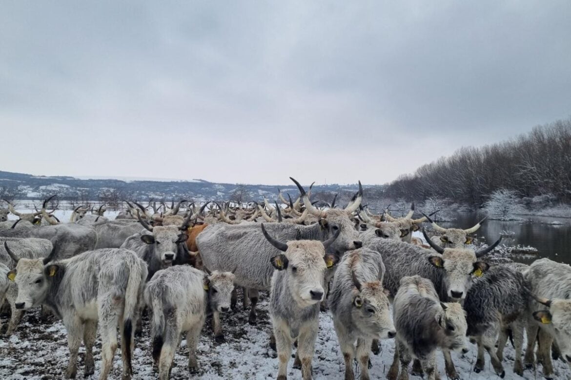 Evakuacija stoke sa Krčedinske ade još nije završena