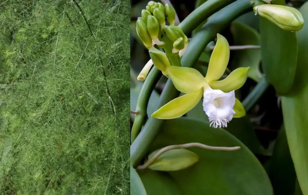 Špargle i orhideje su sličnije nego što mislite