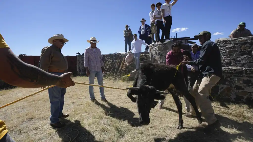Meksička inicijativa za očuvanje tradicije borbe bikova kroz edukaciju mladih