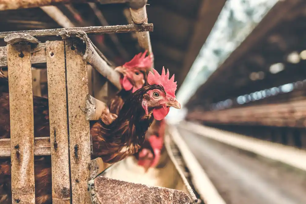 Izveštaj naglašava zabrinutost farmera u vezi sa uzgojenim mesom